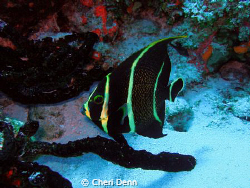 A cute little fish. by Cheri Denn 
